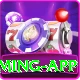 Bingo Patti Prime Gaming App